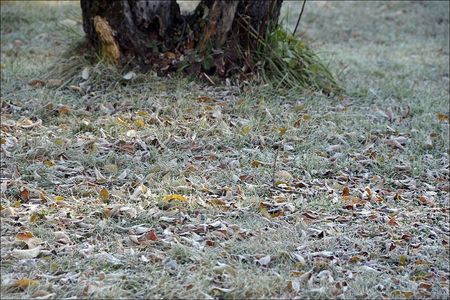 Frosty leaves
