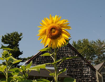 Sunflower barn