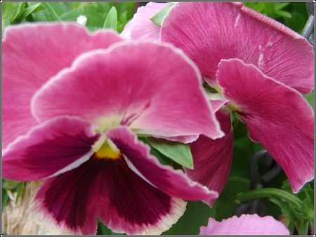 Pink_pansies_2