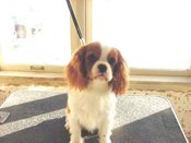 Dora6mos