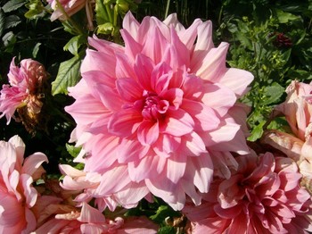 Park_princess_dahlia