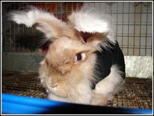 Buttercoat