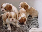 Litterbox_1