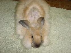 Chewedbun_1