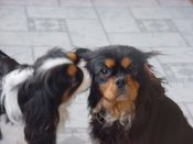 Earclean1_1