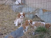9wk3pup_1