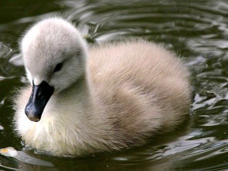 Babyswan