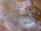 2bunsband