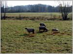 Sheep_pasture