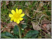 Yellow_flower