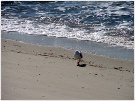 Gull_on_the_beach