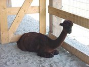 Pregalpaca