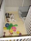 litterbox