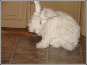 Bunnyfloorcute_1