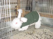 Savcage