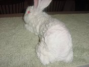 Dandynotail_2