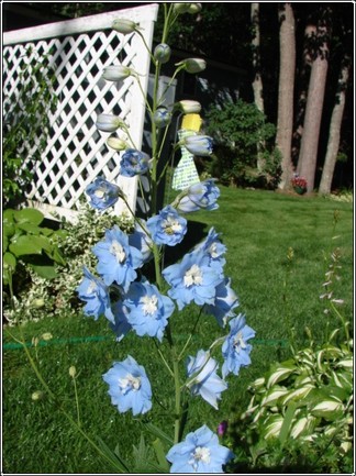 Delphinium Delphinium