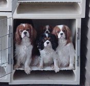 Dogcage_1
