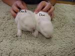 babies12days