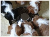 Pups_eating_2