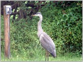 Heron_pole2