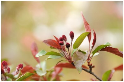 Crabapple_buds