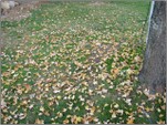 Fallen_leaves