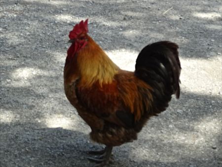 MrRooster MrRooster