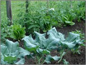 Brocollitomatoesromaine