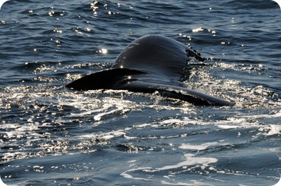 Whale surfacing by boat