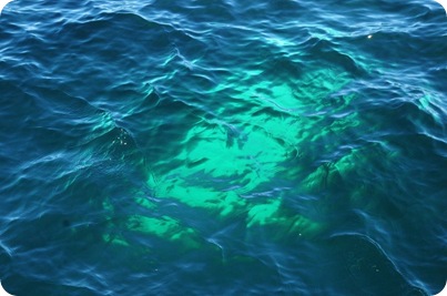Green Whale