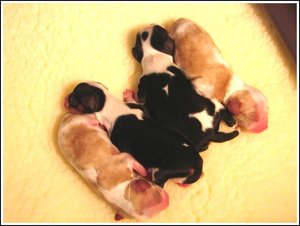 1daypup