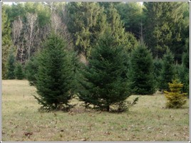 Pine_trees