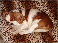 Cleo_sleeping_on_her_bed