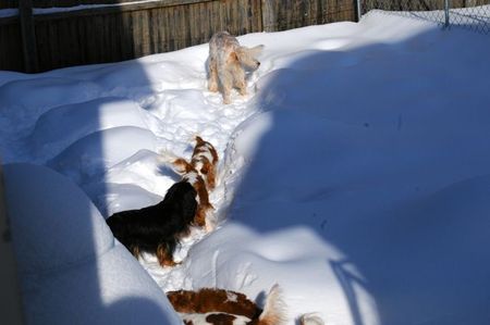 Dogsinsnow