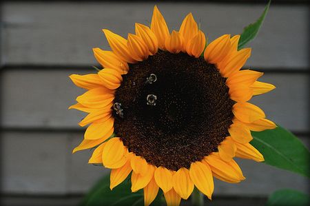 Sunflower with bees