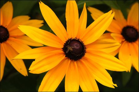 Rudbeckia