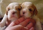 brpup19day1