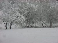 Snowyard