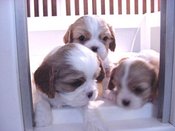 4wk3pup1