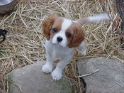 Dora13wk