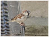 Bird2