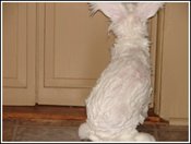 Bunnystanding_1