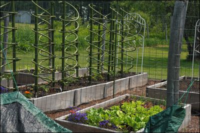 Spiral tomato stands