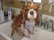 Maxwet2