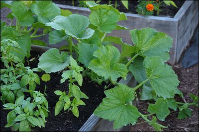 Pumkin plant growing_ July3, 2010