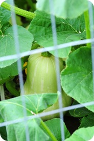 Butternut squash