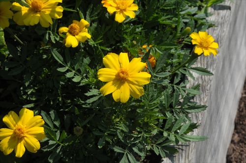 Yellowmarigolds
