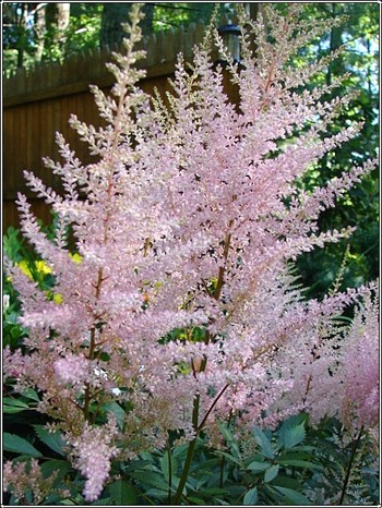 Pink_astillbe_2