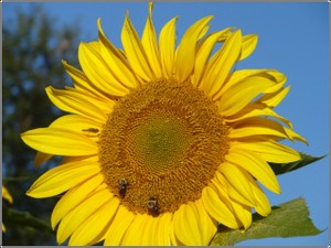 Sunflowers_bees_2 Sunflowers_bees_2